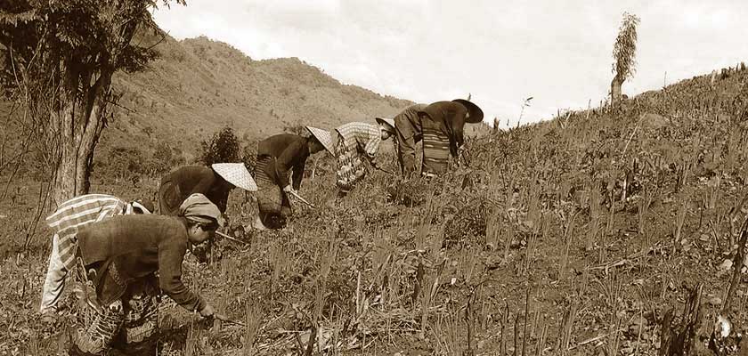 history-of-rice-cultivation1b