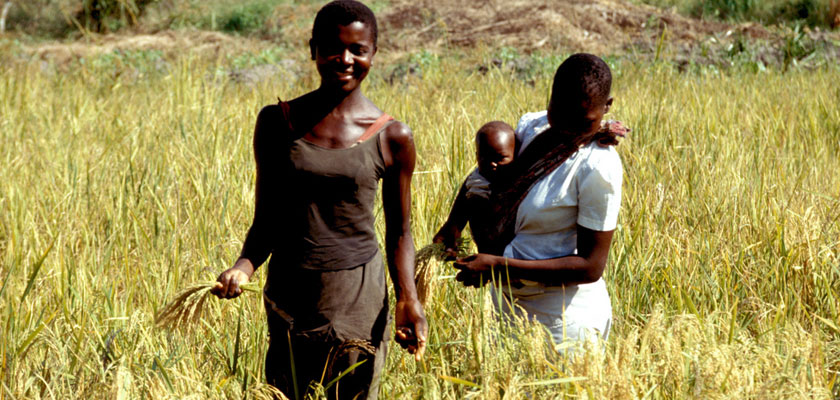 how-is-rice-grown