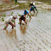 transplanting